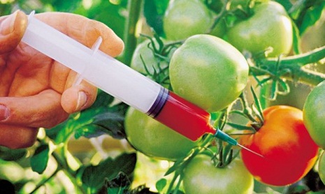 Azerbaijan bans import and sale of genetically modified crops